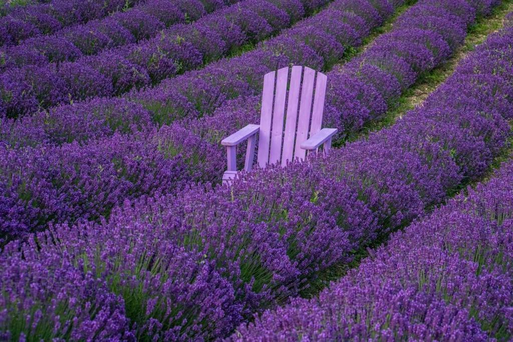 La Casa Della Lavanda Borgo Adorno Exteriér fotografie