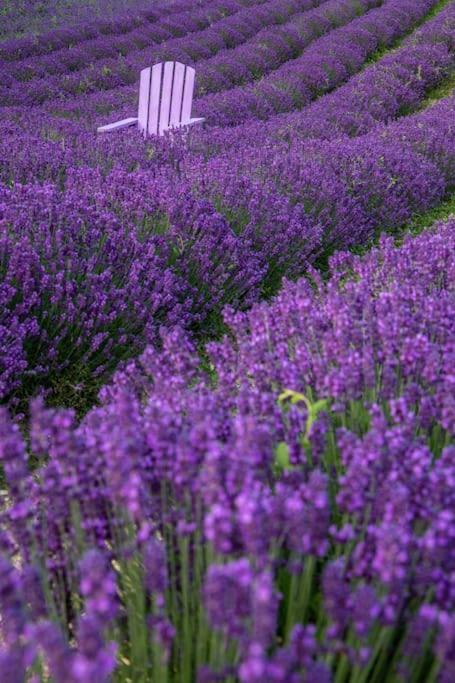 La Casa Della Lavanda Borgo Adorno Exteriér fotografie