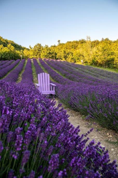 La Casa Della Lavanda Borgo Adorno Exteriér fotografie