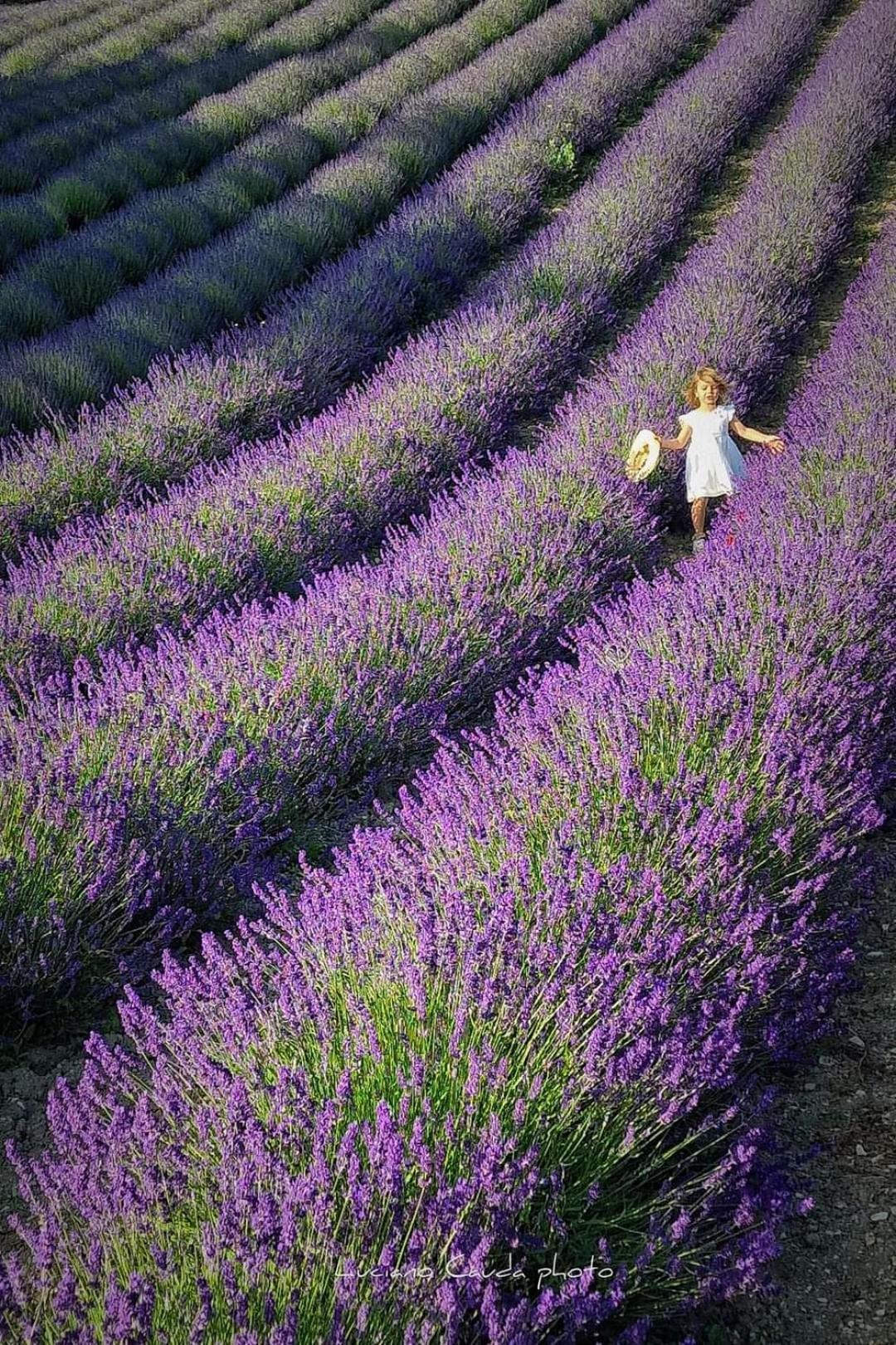 La Casa Della Lavanda Borgo Adorno Exteriér fotografie