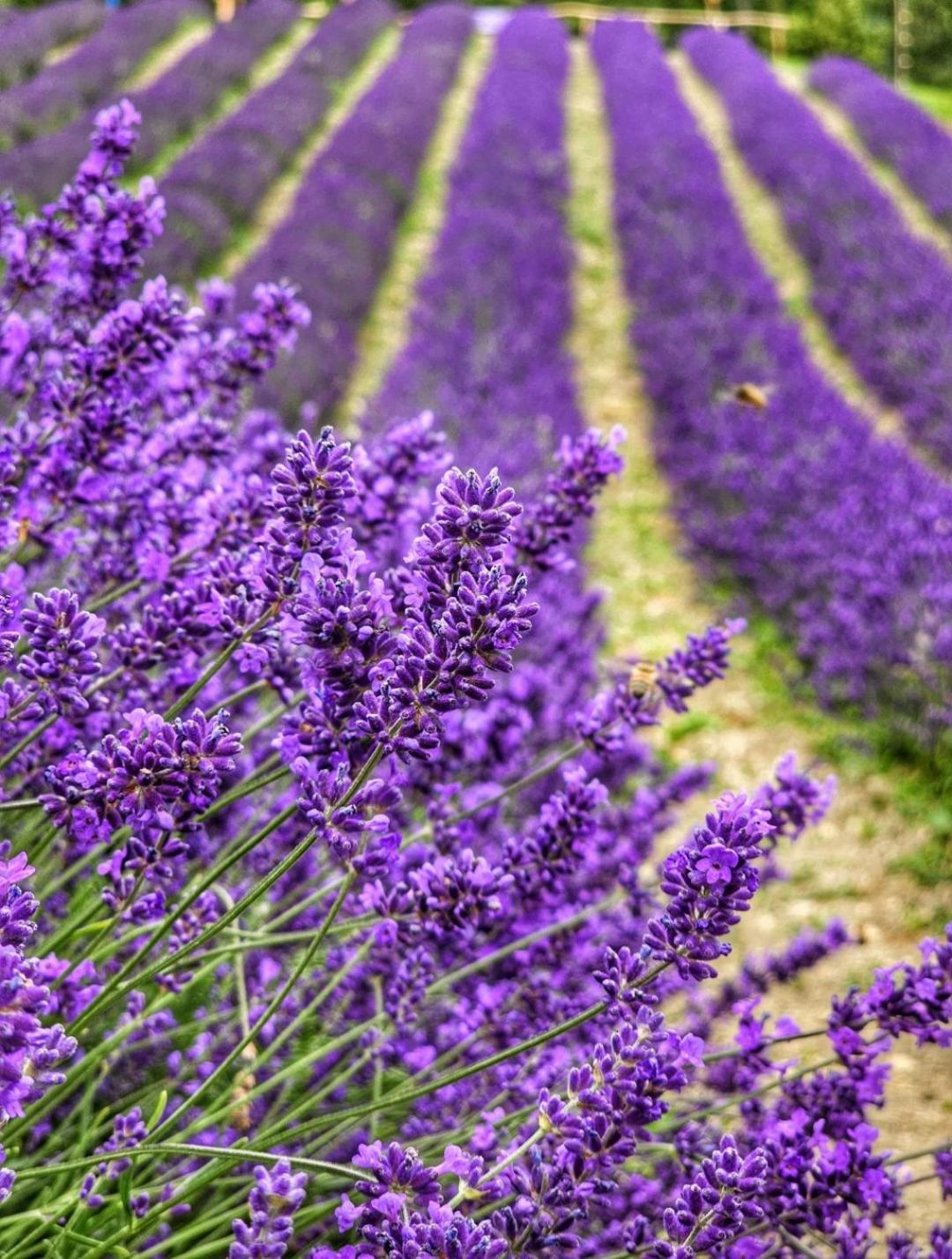 La Casa Della Lavanda Borgo Adorno Exteriér fotografie